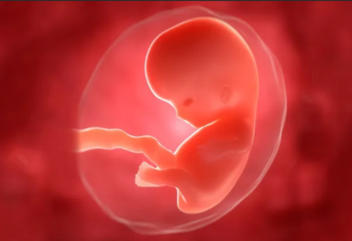 Три триместра. Эмбрион на 3 месяце беременности. Первый триместр беременности плод. Зародыш 3 месяца ребенок.